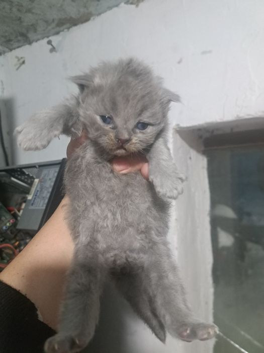 Продам шотландский скоттиш фолд