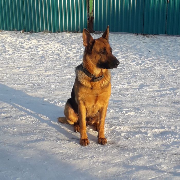 Продам щенят овчарка