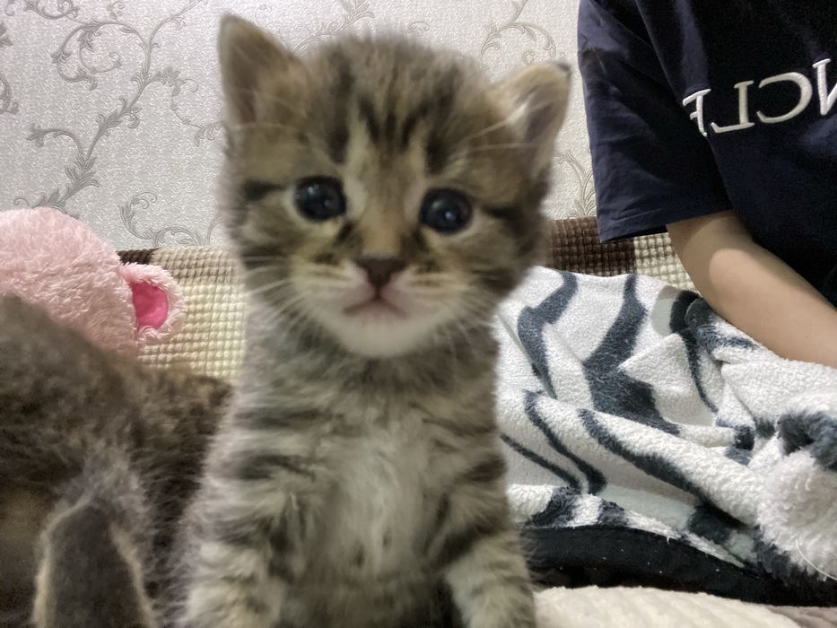 3 котёнка мальчика в добрые руки