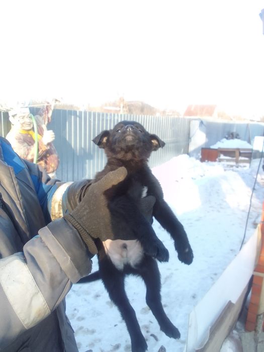 Отдам кутят .щенков