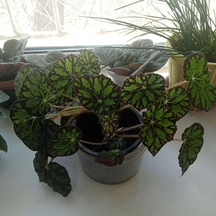 Комнатные растения