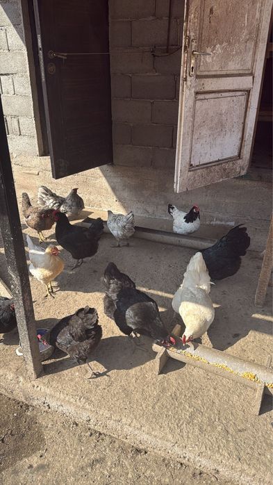 Gaini si cocosi de vanzare