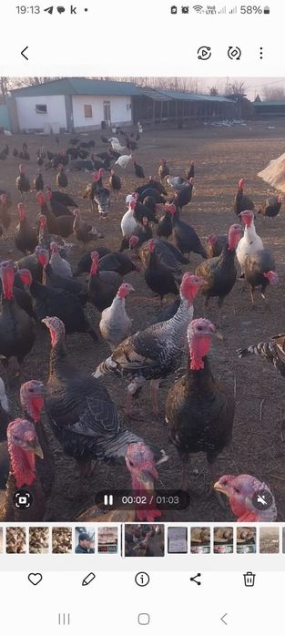 Мяса .Индюки домашние .