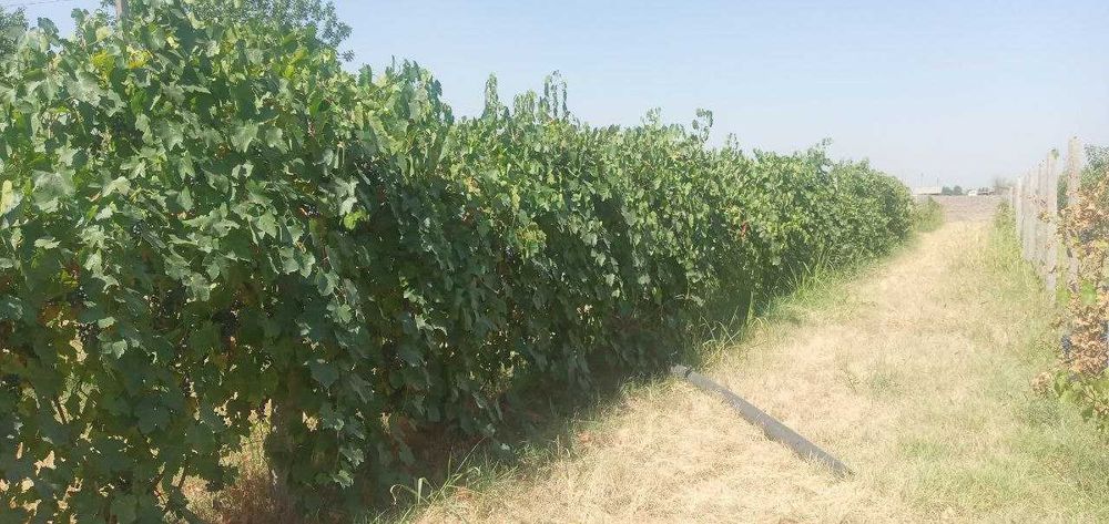 Продаю дачу 30 соток