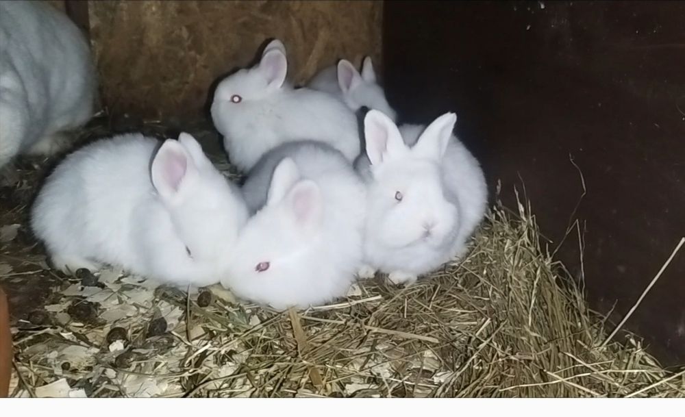 Зайци сини и черни немски гиганти,както и кочовати зайци.