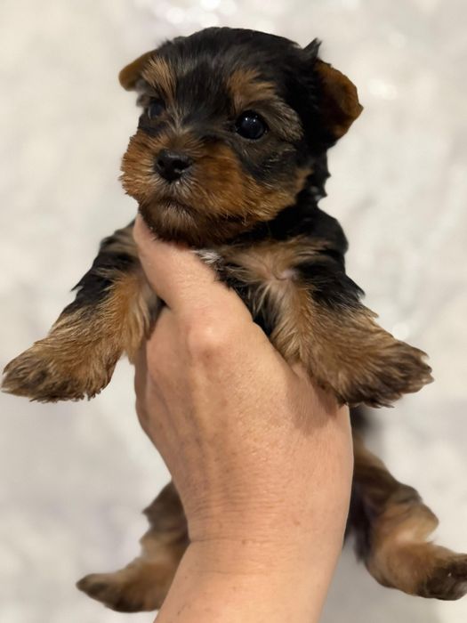 Йоркширские терьеры щенки