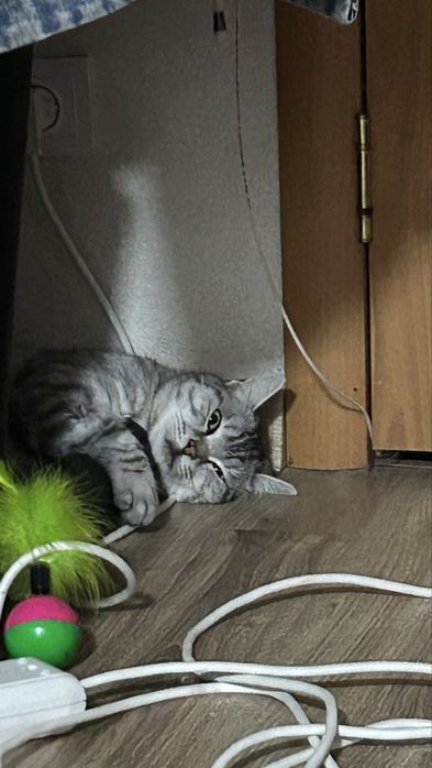 Ласковый котик ищет дом