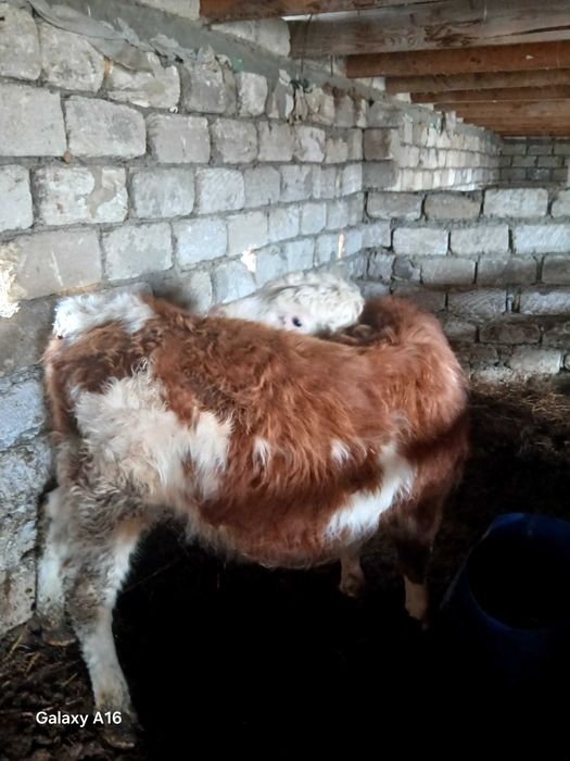 Бука сатылады 600000 тенге