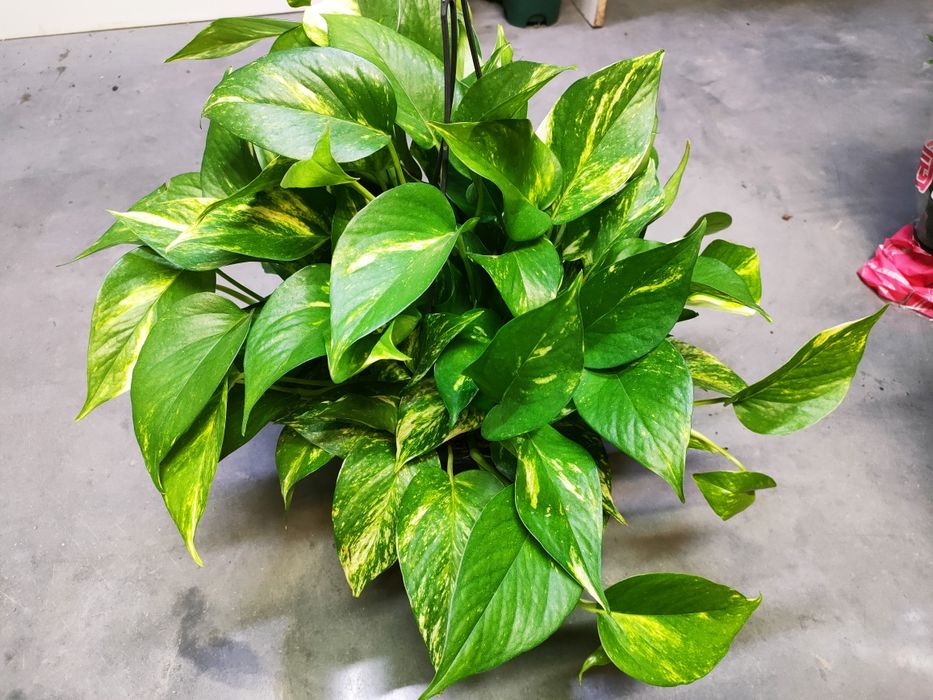 Комнатные цветы.  Есть доставка