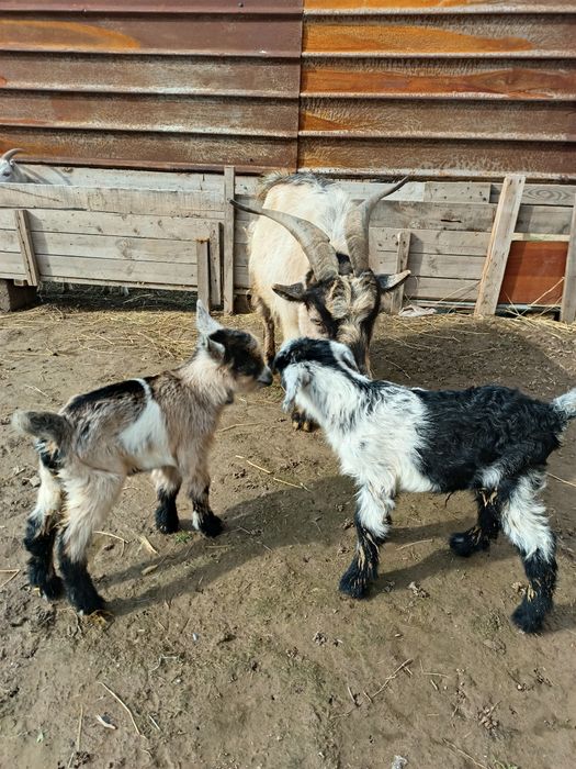 Сүтті ешкі лағымен