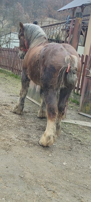 Manz 2 ani jumate de vânzare