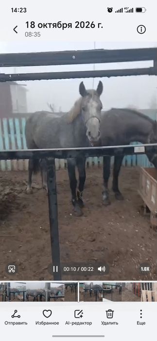 Жылқы, байтал семіз, сатылады!!!