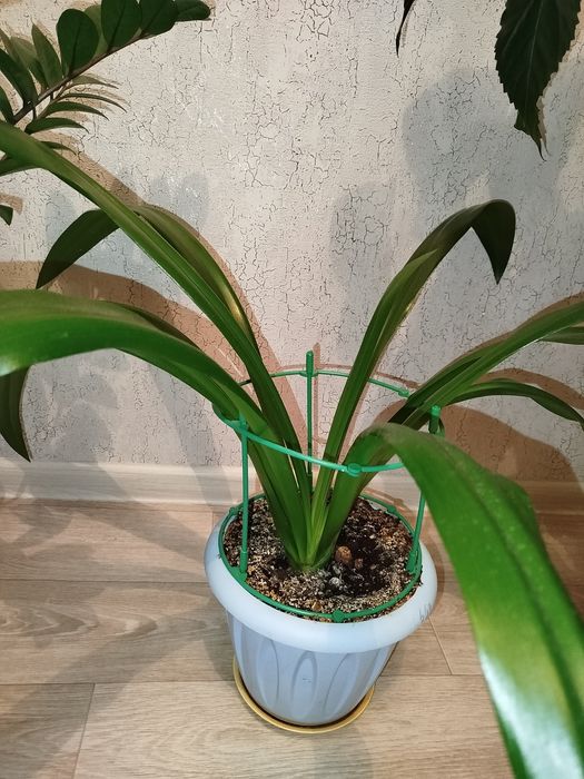 Комнатные цветы продам