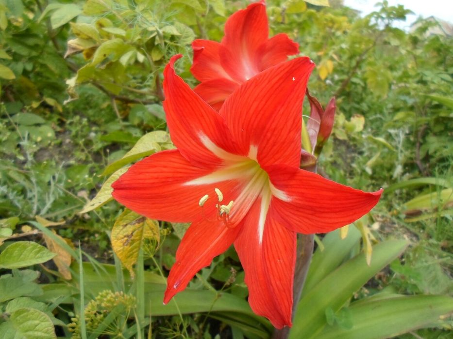 Луковицы гиппеаструма