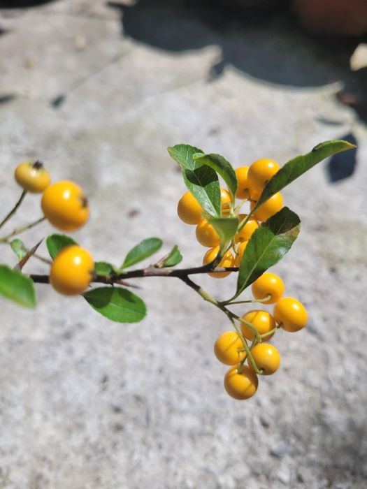 Pyracantha Soleil d'Or (Catina decorativa)