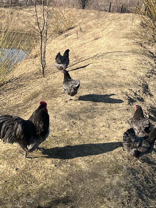 Pui si oua australorp albastru