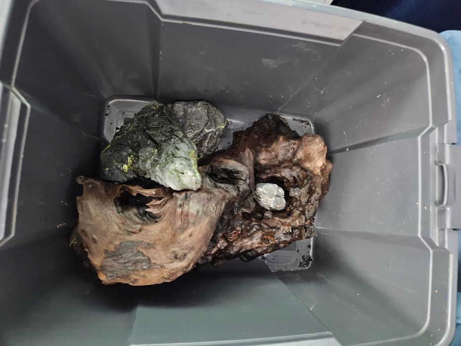 Vand cioata lemn acvariu sau schimb cu diverse acvaristica