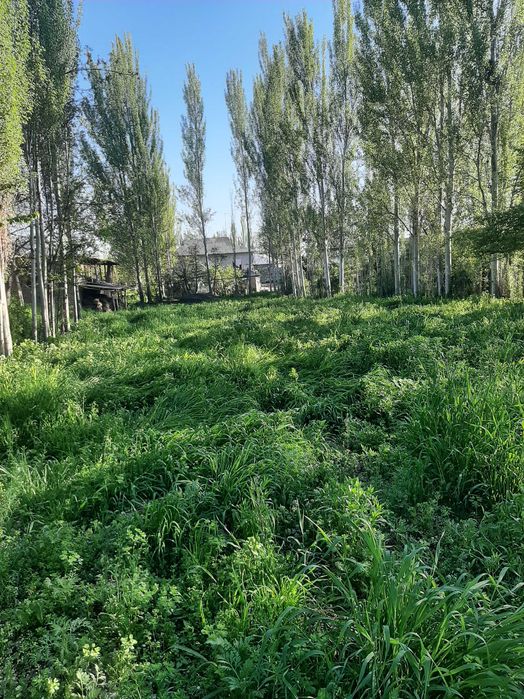 Uchastka ,Toshkent viloyati Jambul mahalla