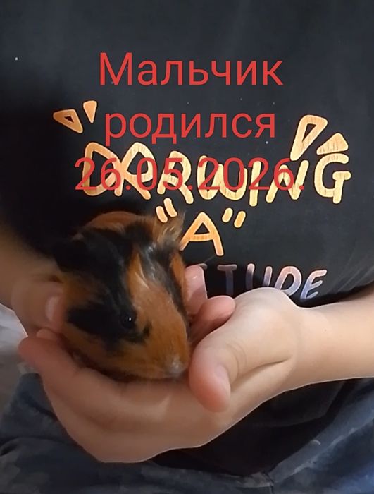 Продам морских свинок.