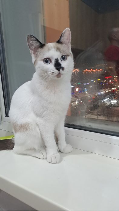 Котенок ищет  добрую семью