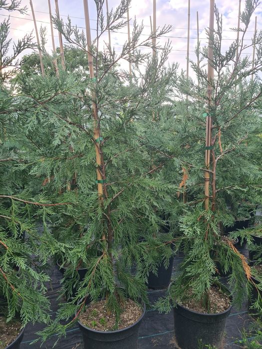 Tuia Smaragd , Leylandii și alte plante ornamentale