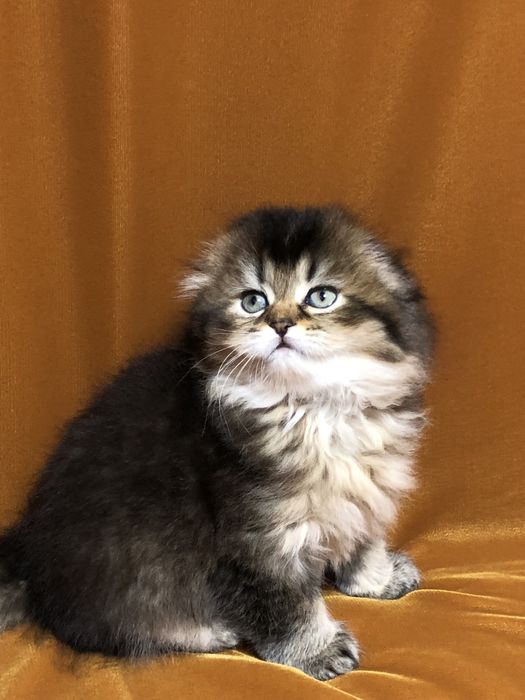 Скоттиш фолд! Мальчик!