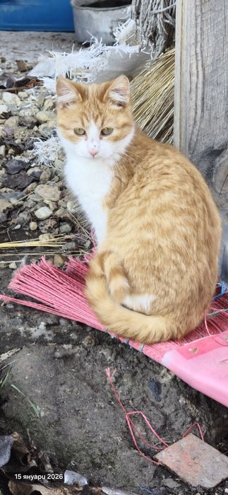 Котенца търсят дом