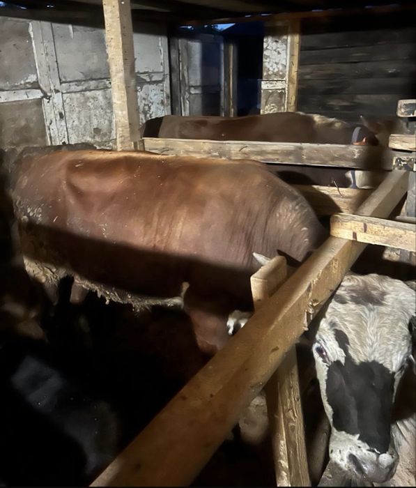 Срочно продается 2 бычка