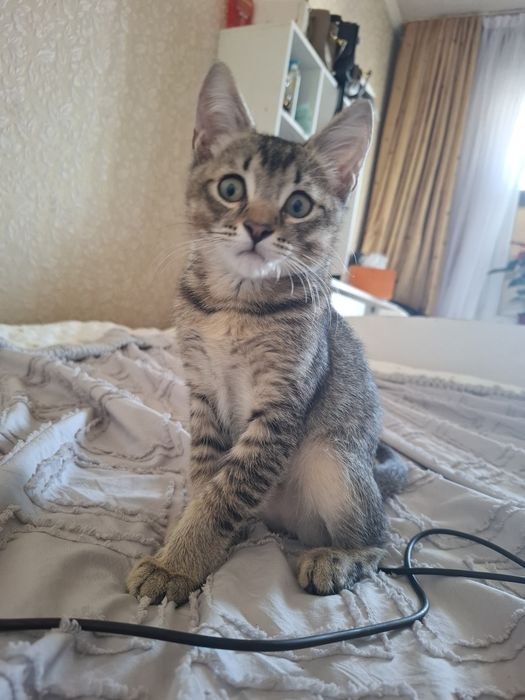 Кошка котенок кошка