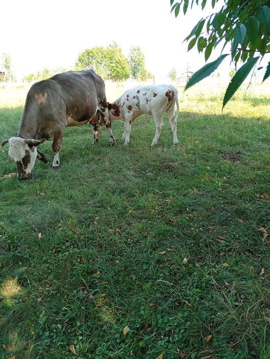 Vând vițea balțata  din vaca buna