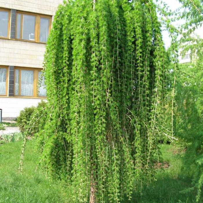 Larix Plângător.