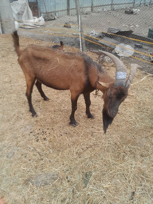 Vând tap alpin francez