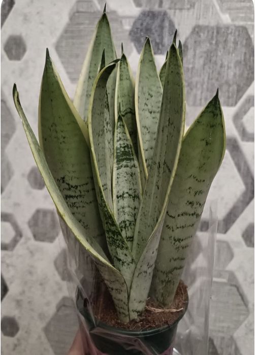 Продам сансивиерии .