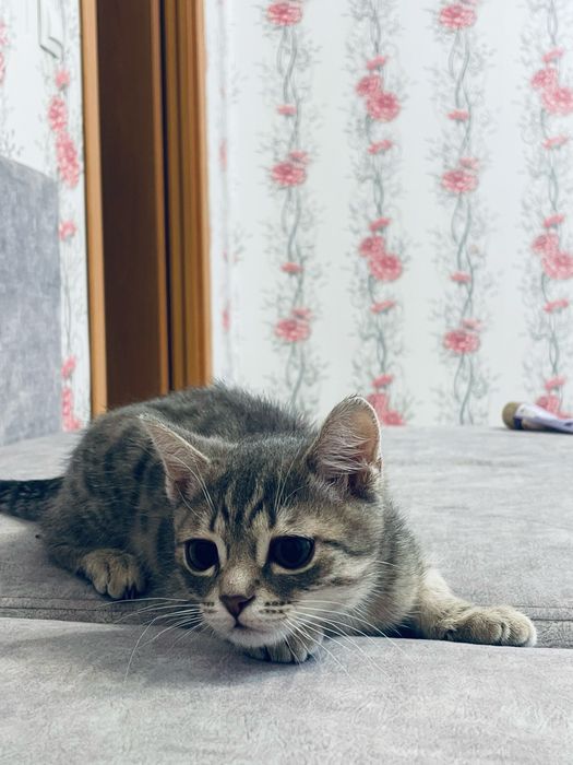 отдам кота, он мальчик