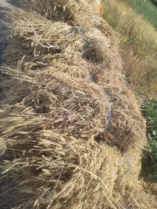 Beda bov sotiladi  8ming bovi katta bogʻlangan