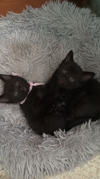 Отдам котят в добрые руки