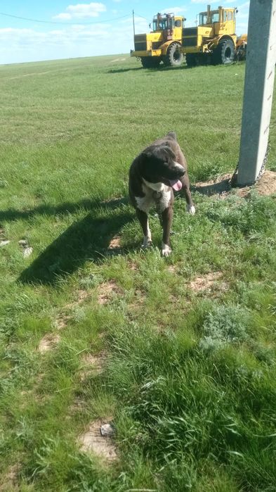 Продается сука порода тобет