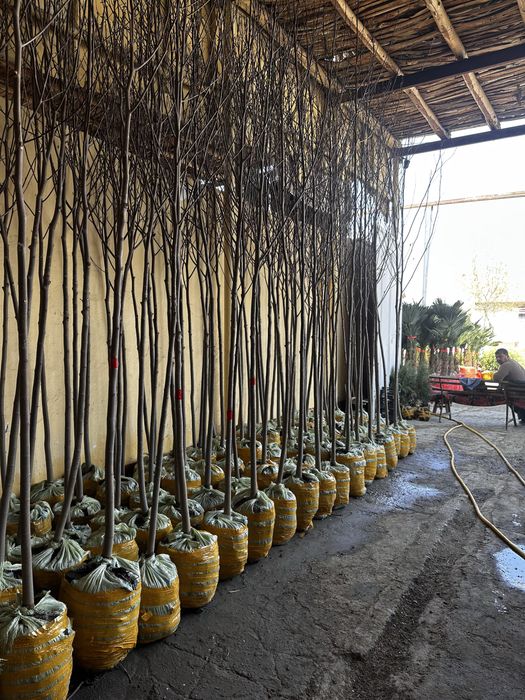 Декоратив растения Каталпа Клён Акация Берёза Лола бор