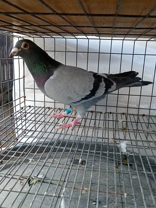 Vând porumbei voiajor 2 femele și un mascul