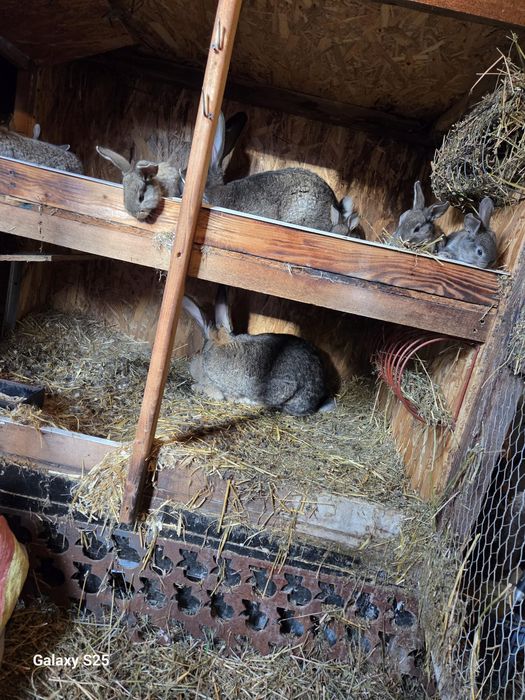 Vând iepuri Uriaș German Gri