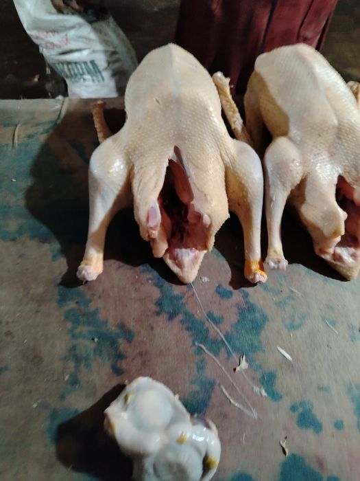 Продам мясо гуся
