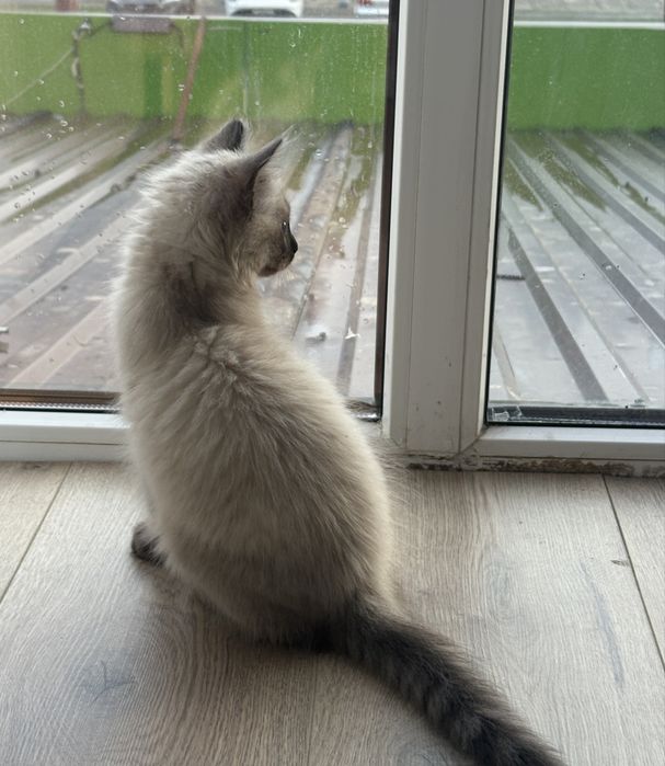 Котенок мальчик!!!