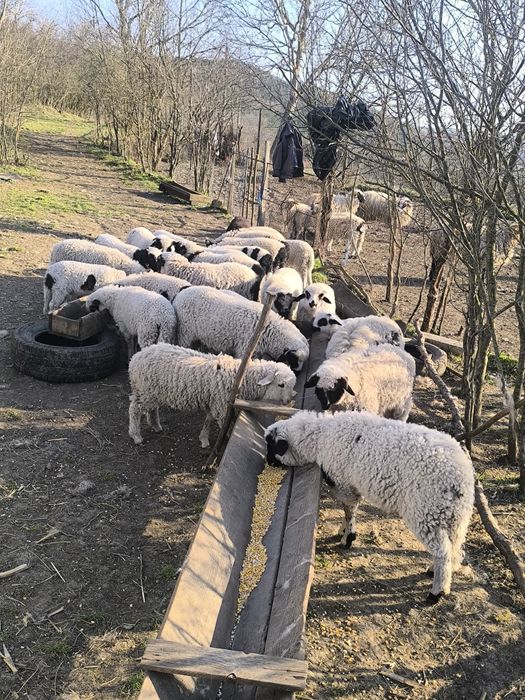 Mielute și berbecuți disponibili