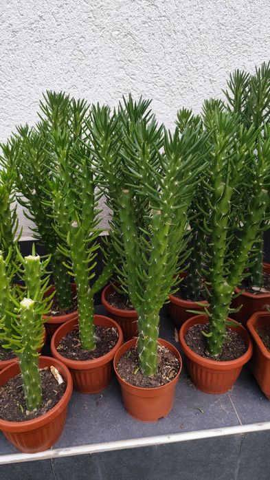 Продавам кактуси Austrocylindropuntia subulata, известен като кактус „Иглата на Ева“ (Eve’s needle).