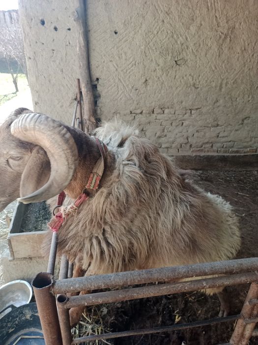 Urishadigan qoʻchqor