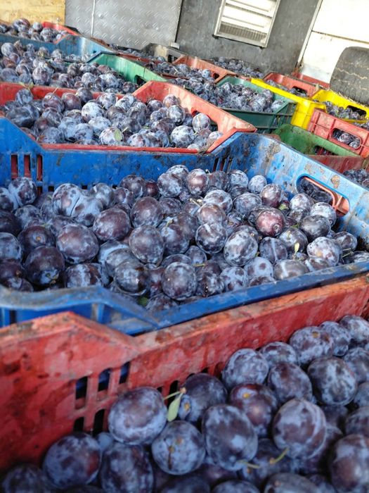 Prune pentru tuica si palinca