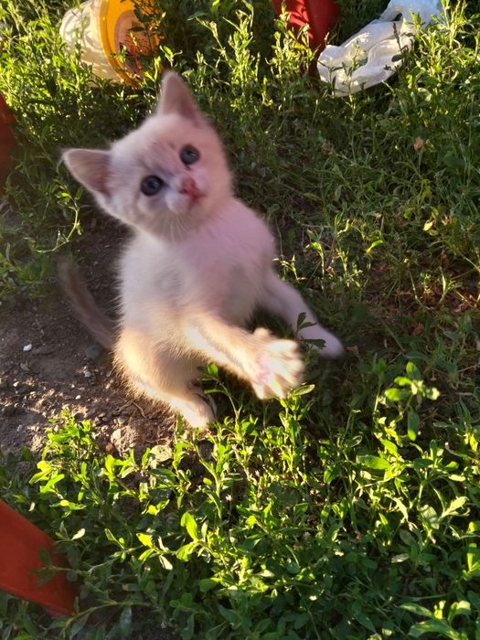 Отдам котика игривый