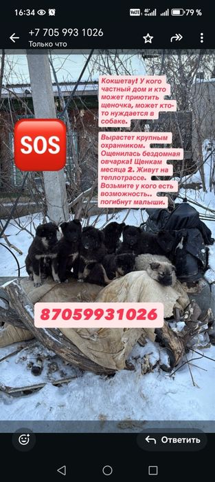 Маленькие щенята ищут дом