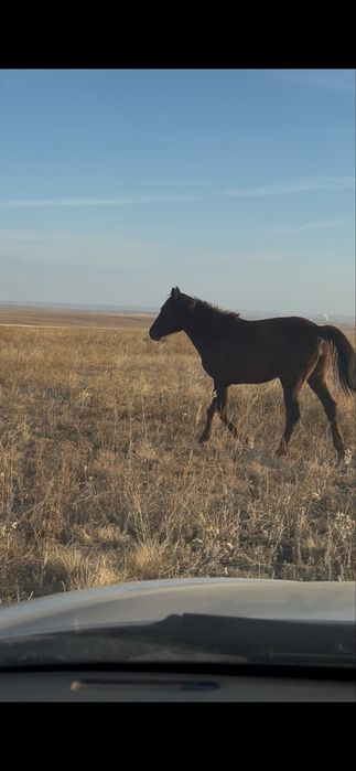 Байтал  сатылады