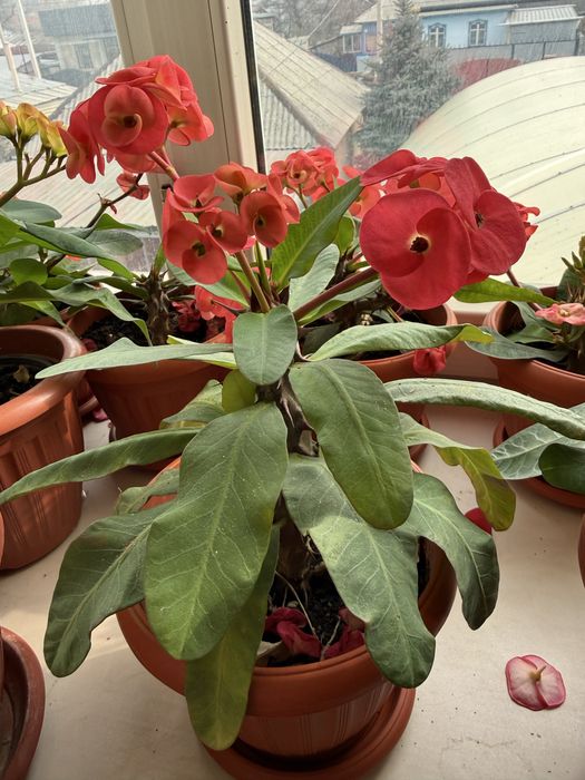 цветы продам малочай, каланхое, примула